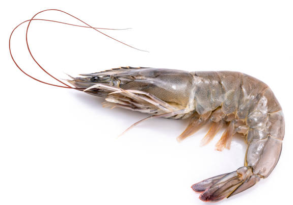 Implications for the Indian Seafood Industry: The US Targets Shrimp Imports from India